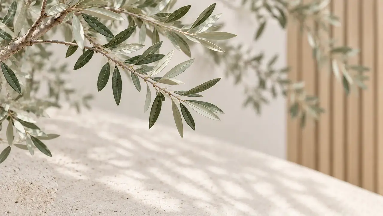 Softly lit olive branches with small silvery-green leaves above pale limestone and softly blurred oak