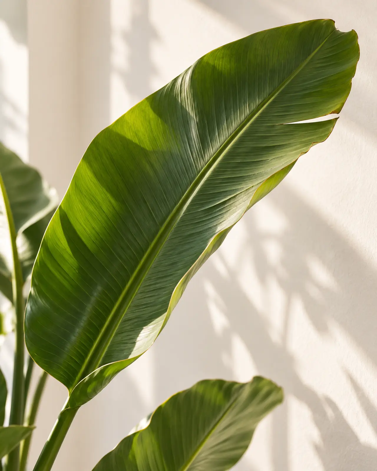 Sunlit green leaf